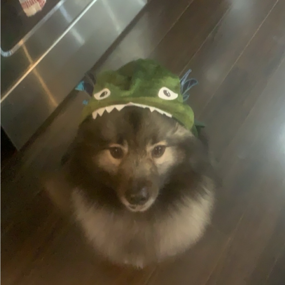 Dragon XL Dog Costume